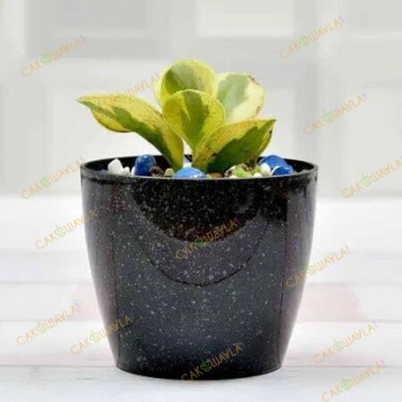 Appealing Airpurifying Peperomia Plant