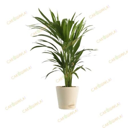 Bamboo Palm Plant.