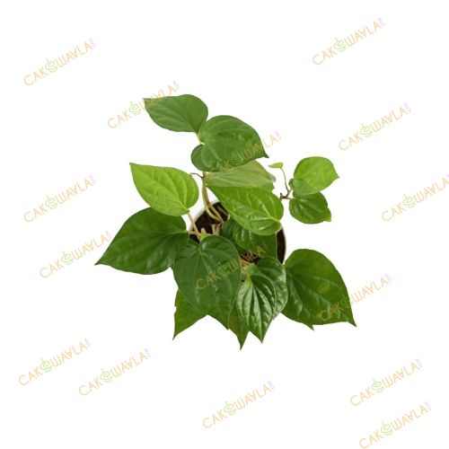 Betel Leaf (Magai Paan) Plant - Cake Waala