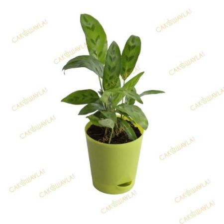 Calathea Faux Green Plant