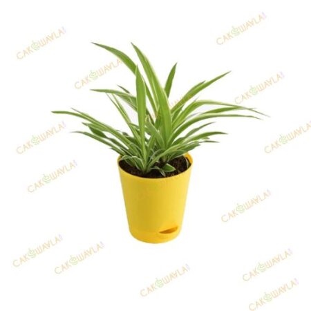 Chlorophytum Spider Plant