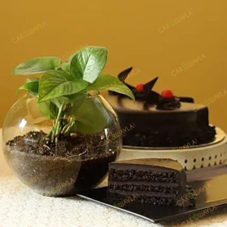 Eggless Truffle Cake Money Plant