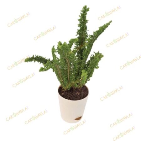 Fern Emina Plant