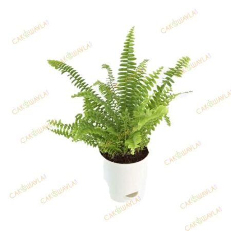 Green Fern Mini Plant