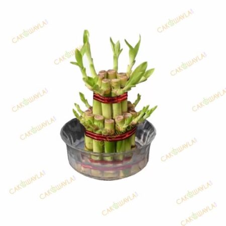 Lucky Bamboo Plant 2 Layer