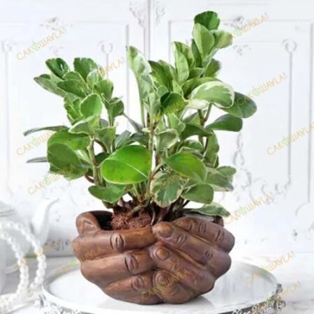 Peperomia-Plant-With-Hand-Desi.