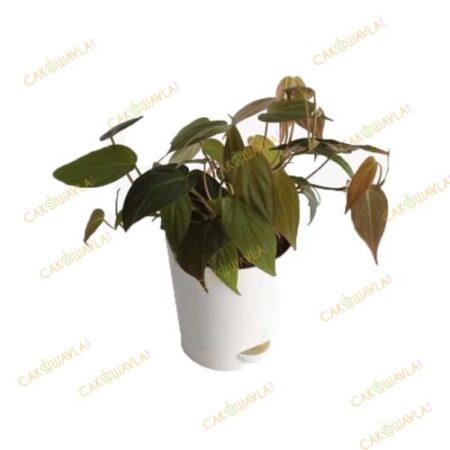 Philodendron-Oxycardium-Black