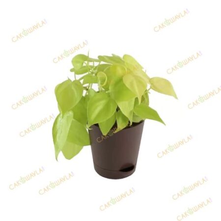 Philodendron-Oxycardium-Golden.