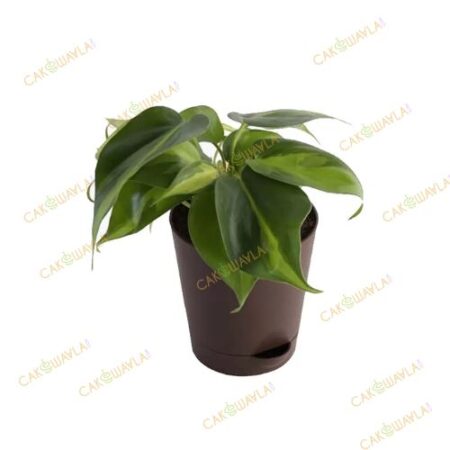 Philodendron-Oxycardium-Varieg