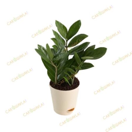 Zamia-Zz-Plant